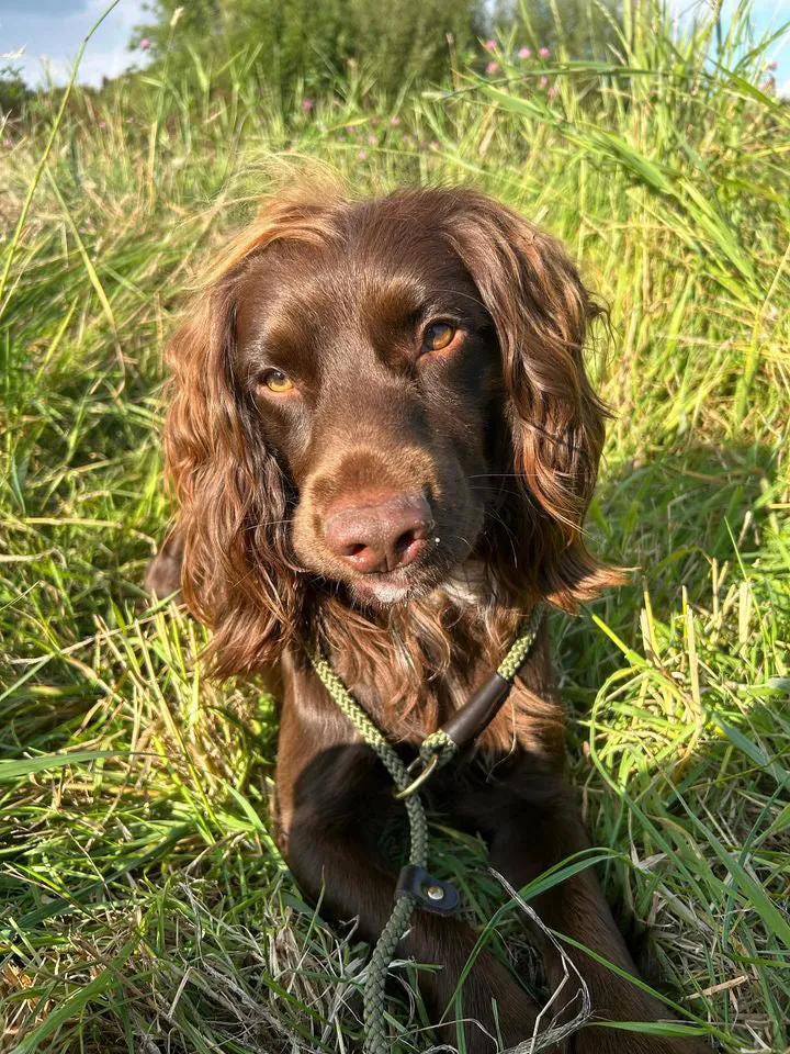 Hand sewn Traditional Gundog Slip Lead - Solid Brass and Leather with Black or Olive Nylon Rope